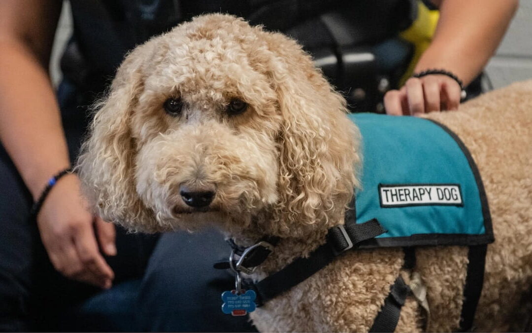 Convention canines? Volunteer therapy dogs deployed to help ‘de-stress’ law enforcement during DNC duty