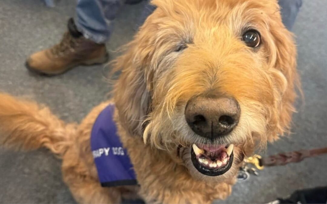 A day in the life of Louie with USO Illinois